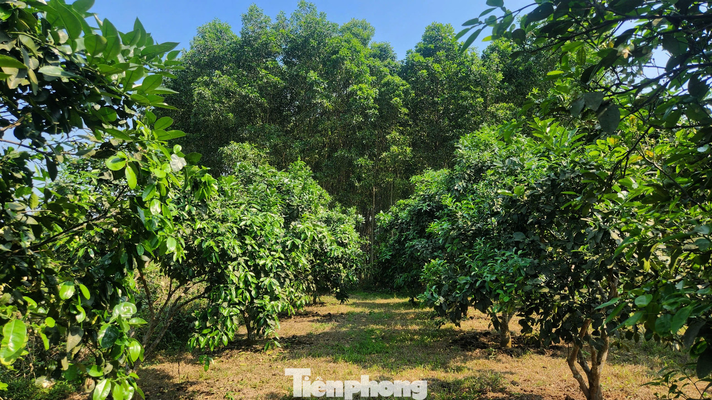 Khi hoa bưởi nở trắng, người dân bắt đầu quy trình thụ phấn cho hoa. Quá trình này đỏi hỏi sự tỉ mỉ, kiên nhẫn giúp hoa bưởi kết trái tốt hơn.