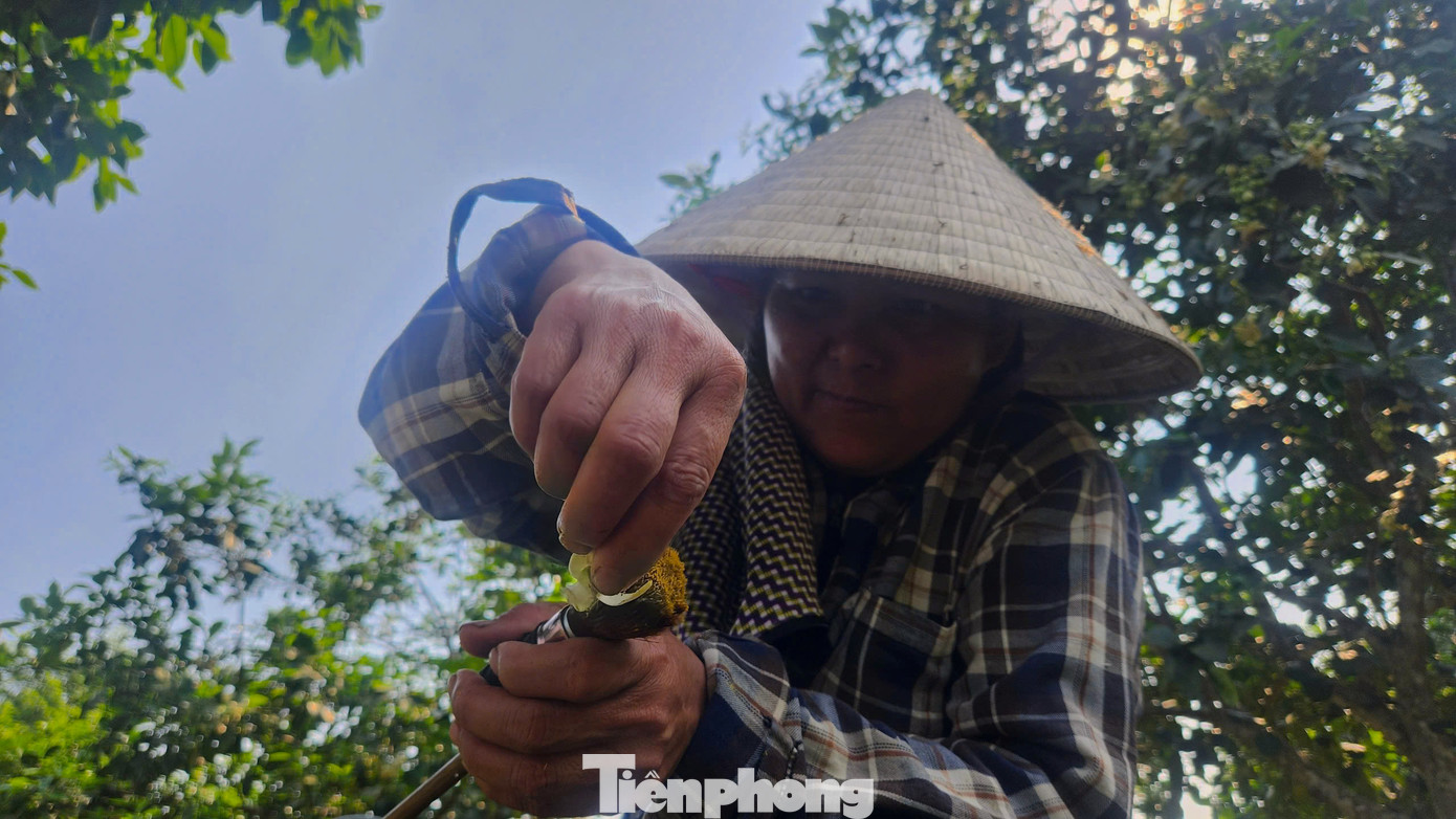 Theo nhiều người dân, hoa bưởi thường bung nở trong thời gian khoảng một tháng, nên người nông dân phải tận dụng thời gian vàng này để thụ phấn thủ công cho cây.