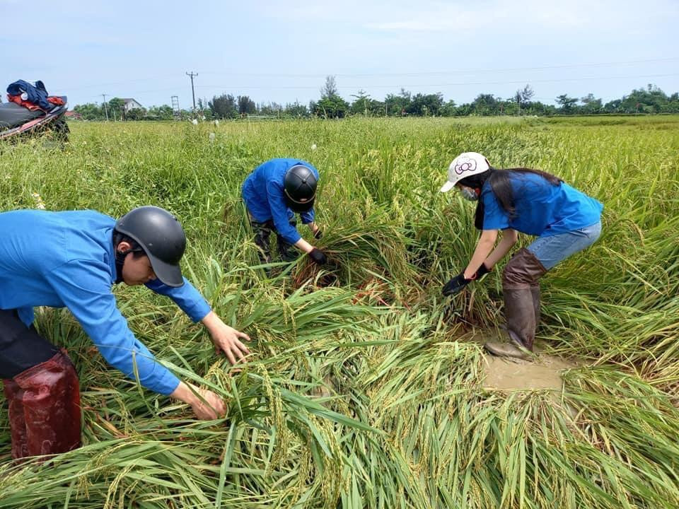 Công tác khắc phục lúa đổ tại huyện Cẩm Xuyên.