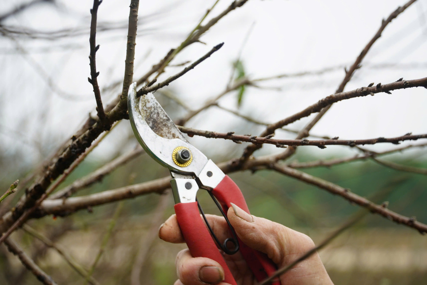 Một số bông hoa đào khoe sắc sớm trong những ngày cuối năm. Một số bông hoa đào khoe sắc sớm trong những ngày cuối năm.
