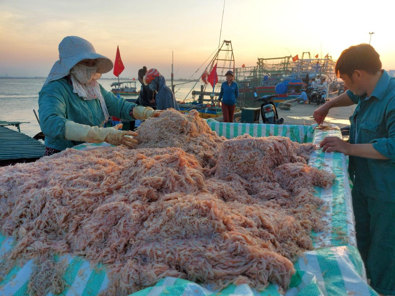 Mùa ruốc bắt đầu từ tháng 11 đến tháng hết tháng 4 năm sau. Để xúc ruốc biển có hai cách là bủa lưới loại mắt nhỏ, sau đó chong đèn suốt đêm để thu hút luồng ruốc tìm đến, hoặc dùng thuyền di chuyển, nháy đèn pha và sử dụng một chiếc vợt lớn để xúc khi gặp luồng ruốc. Mùa ruốc bắt đầu từ tháng 11 đến tháng hết tháng 4 năm sau. Để xúc ruốc biển có hai cách là bủa lưới loại mắt nhỏ, sau đó chong đèn suốt đêm để thu hút luồng ruốc tìm đến, hoặc dùng thuyền di chuyển, nháy đèn pha và sử dụng một chiếc vợt lớn để xúc khi gặp luồng ruốc.