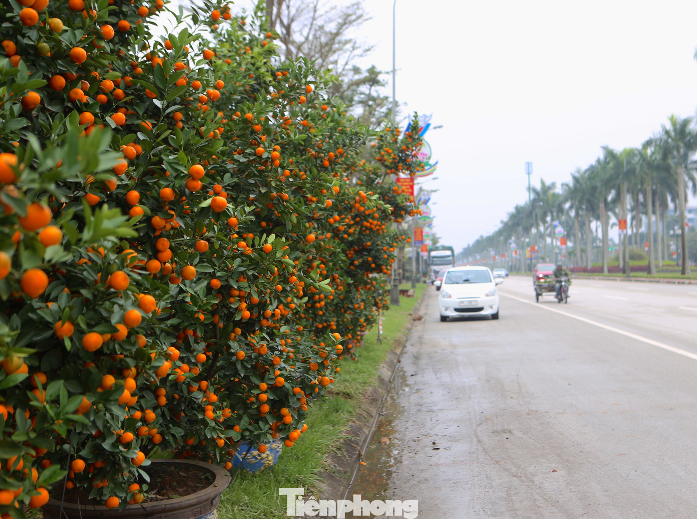 Thời điểm này, Hà Tĩnh vào đợt rét đỉnh điểm, nhiệt độ từ 11-13 độ C, khiến không khí tại con đường bán hoa Tết trước nhộn nhịp nay cũng trở nên trầm lắng.