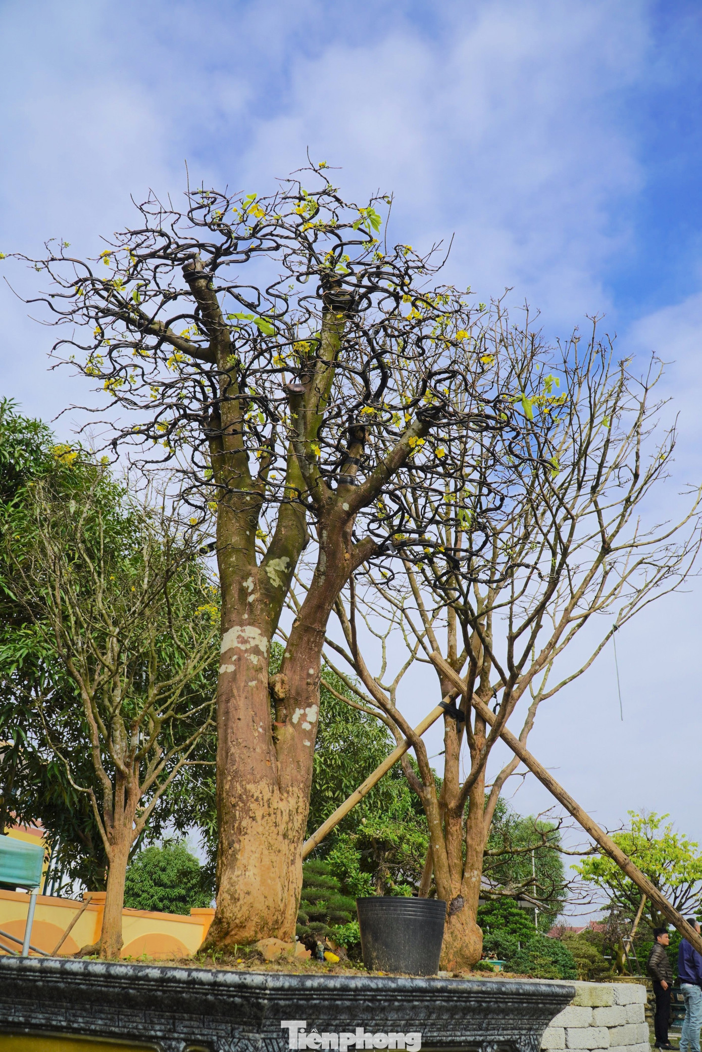 Còn nhiều gốc mai "siêu khủng" đang được tạo với nhiều dáng khác nhau.