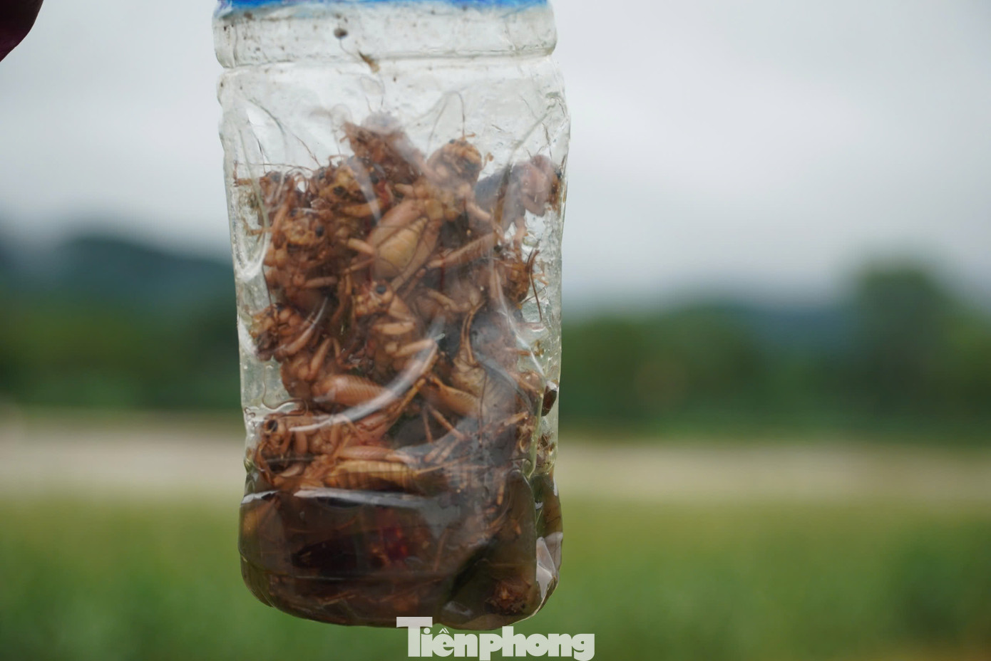 "Khi nước sông dâng lên, những con dế trong hang bò ra bên ngoài để tránh ngạt. Hầu như năm nào đến mùa dế, dân trong làng lại đổ xô ra khu vực này để bắt. Hôm nay, có những người bắt được trên 100 con chỉ sau ít giờ đồng hồ ra ven bờ sông này. Còn tôi, lội ngâm nước lũ hơn 1h cũng được khoảng 30-40 con dế", anh Võ Văn Tuân (33 tuổi, trú xã Sơn Trung, huyện Hương Sơn) nói.