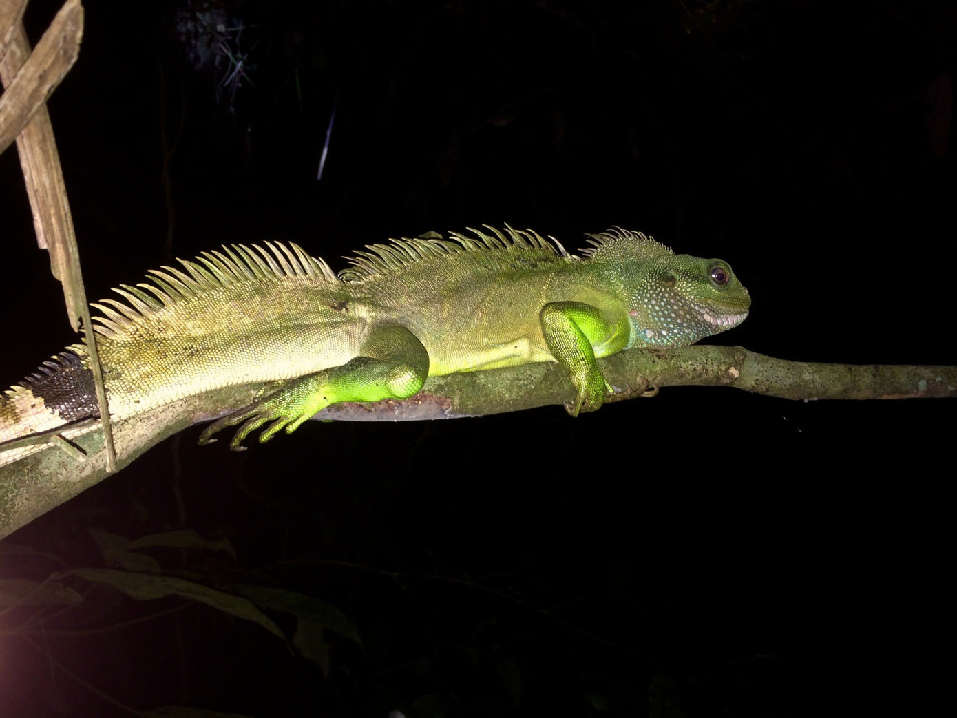 Vô số loài động vật ở Vườn quốc gia Vũ Quang.