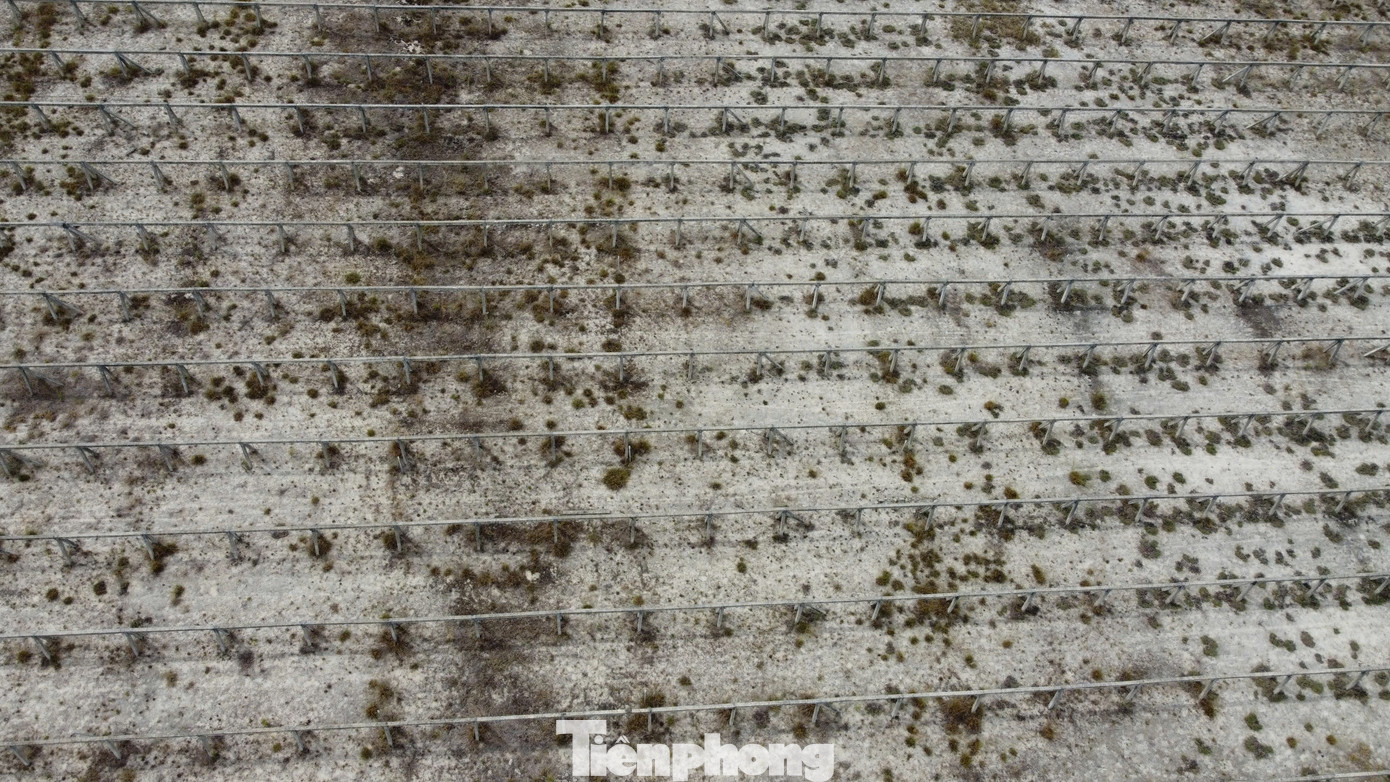 Tại diện tích dự án, chủ đầu tư đã trồng thanh long ruột đỏ, nhưng sau khi trồng thử nghiệm thì hiệu quả rất thấp nên chủ đầu tư không dám mở rộng. Trong ảnh nhiều cọc bê tông đã được chôn xuống đất để thực hiện dự án nhưng nay bỏ hoang.