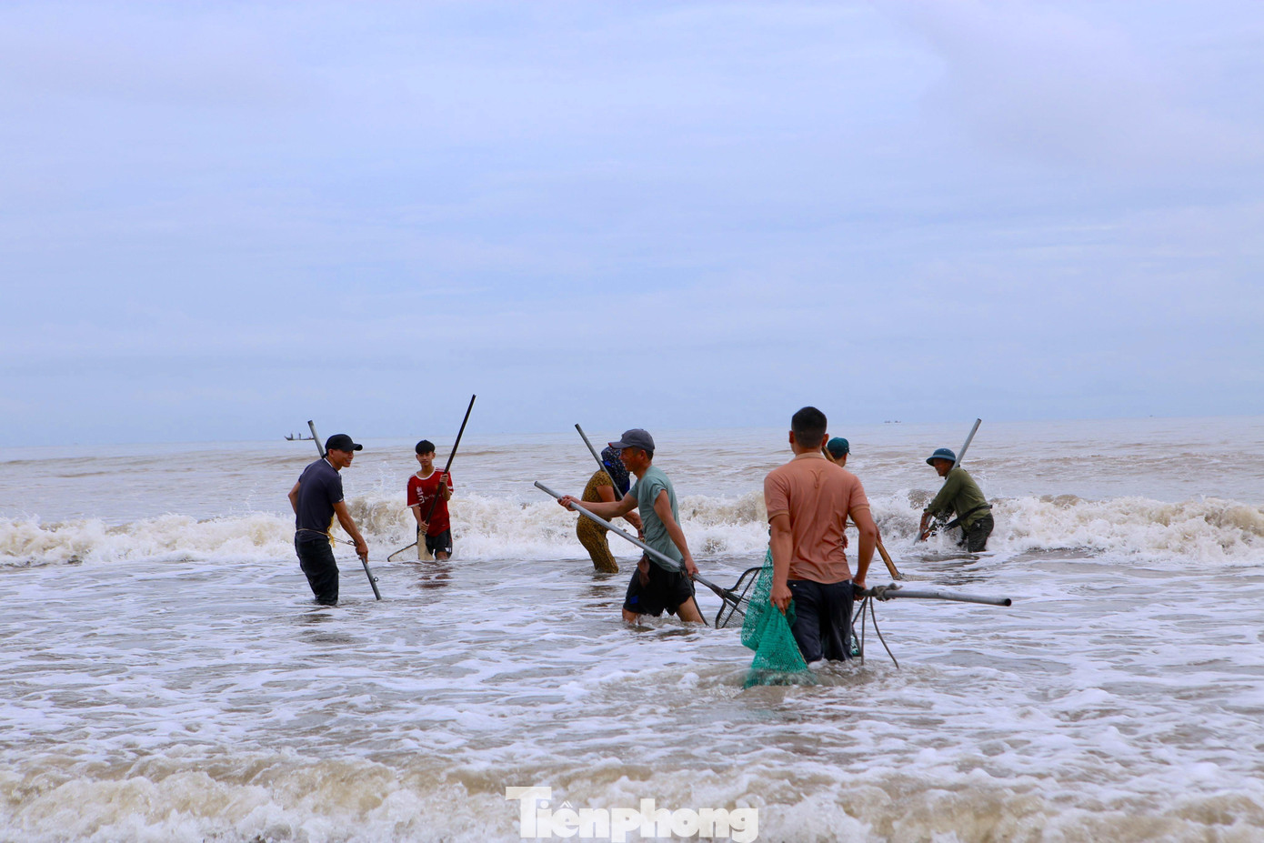 Dọc bờ biển phân chia thành từng tốp người để bắt. Sau khi bắt xong sẽ đưa lên bờ để nhặt bỏ vỏ, cát, rác để lấy sò lông. Số lượng sò dạt vào đợt này chủ yếu là những loại lớn.