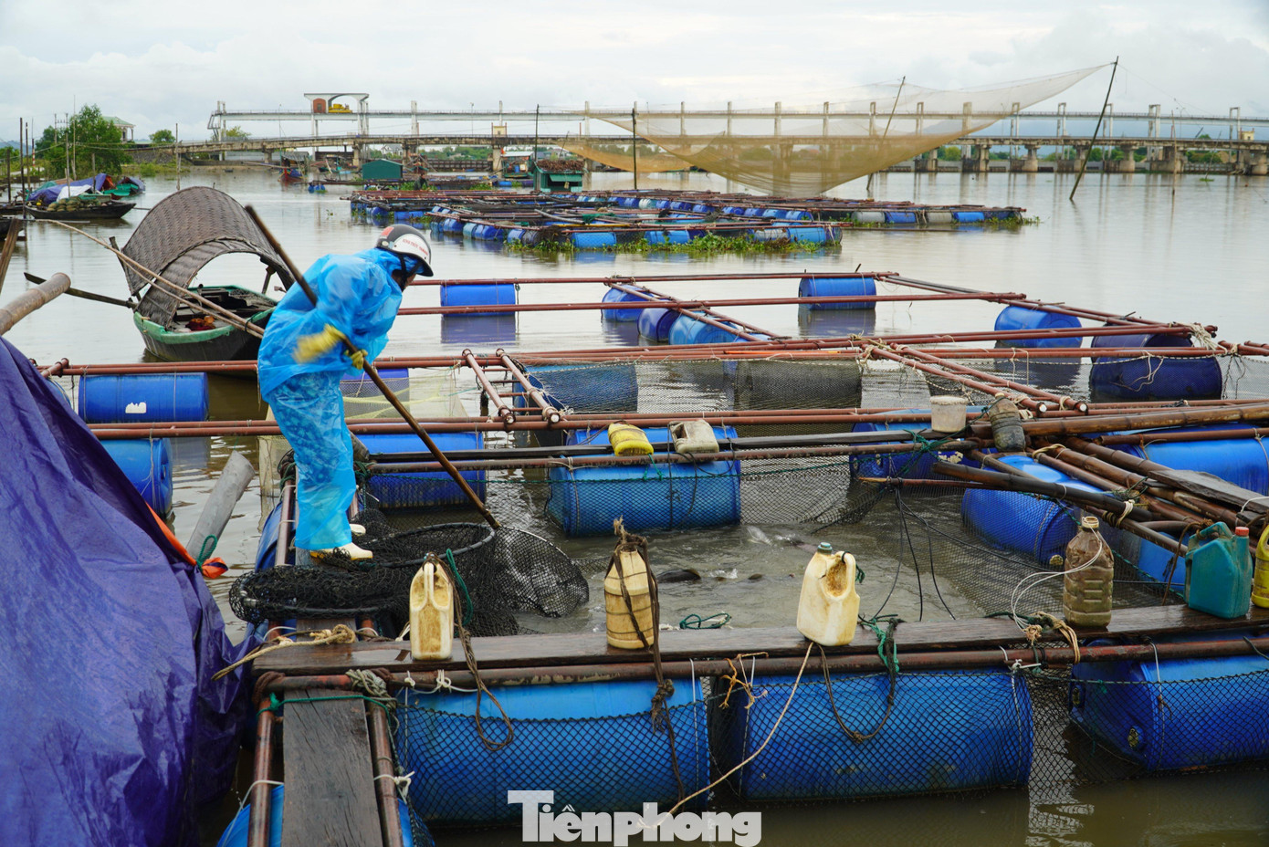Người dân nuôi cá lồng bè đang kéo lồng bè vào sát bờ để tránh bị ảnh hưởng do mưa bão.
