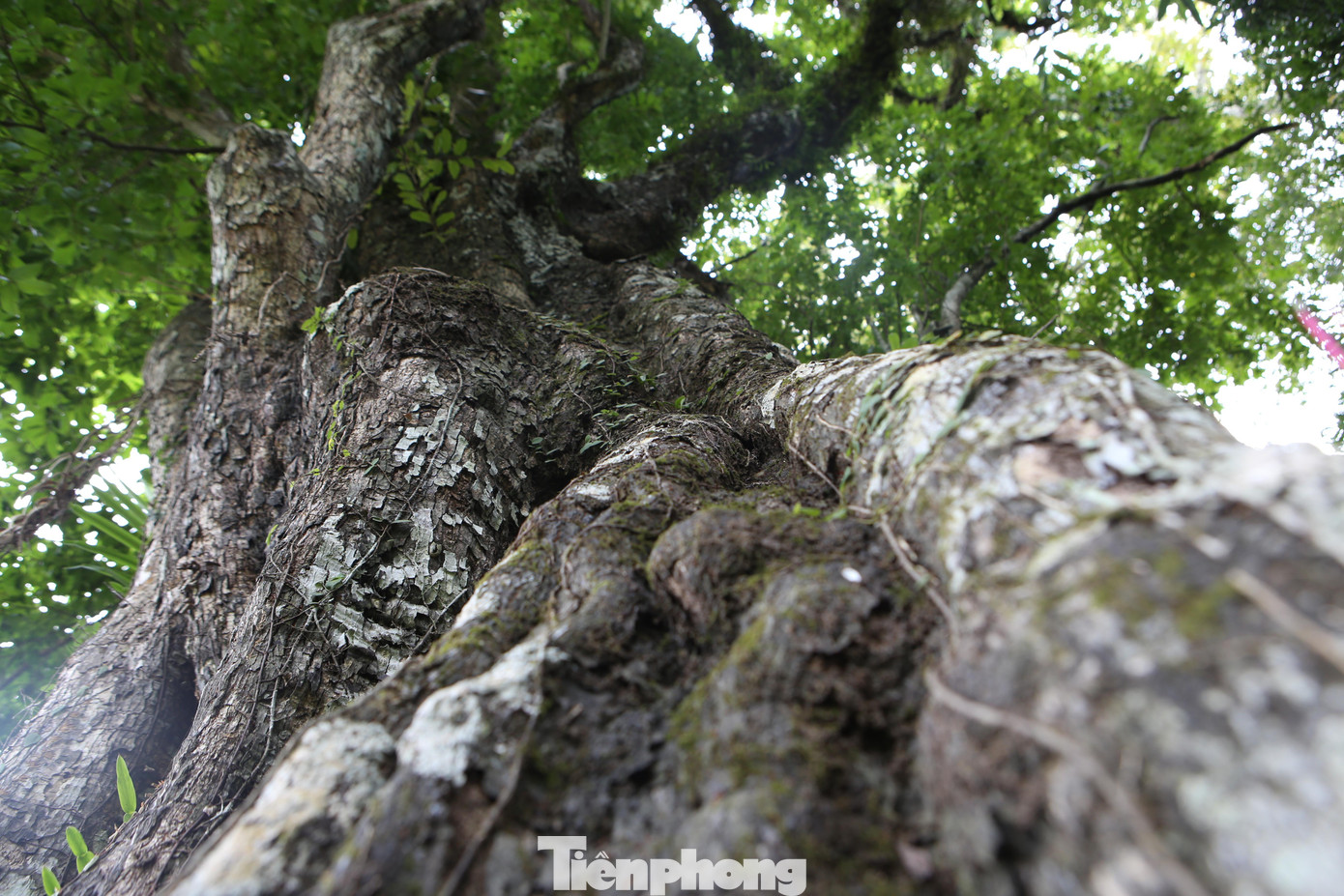 Năm 1425, biết tin thủ lĩnh nghĩa quân Cốc Sơn Nguyễn Tuấn Thiện dấy binh khởi nghĩa ở vùng núi Hương Sơn, Lê Lợi đã tìm đến chiêu quân, kết nghĩa anh em.