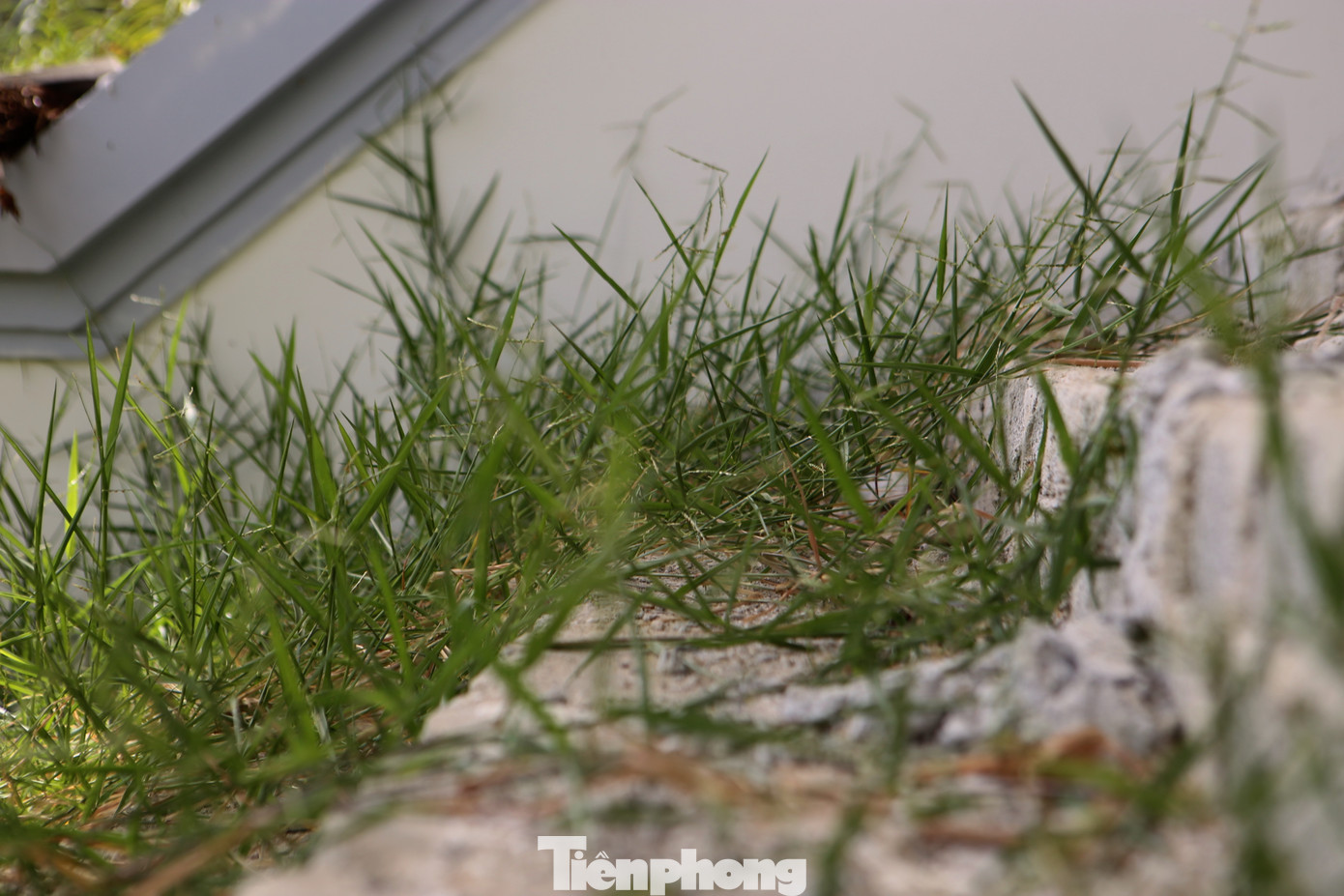 Theo ghi nhận, tại khu vực dự án cỏ mọc um tùm, khuôn viên nhếch nhác. Hành lang chưa được hoàn thiện, bên trong vật liệu xây dựng bỏ ngổn ngang.