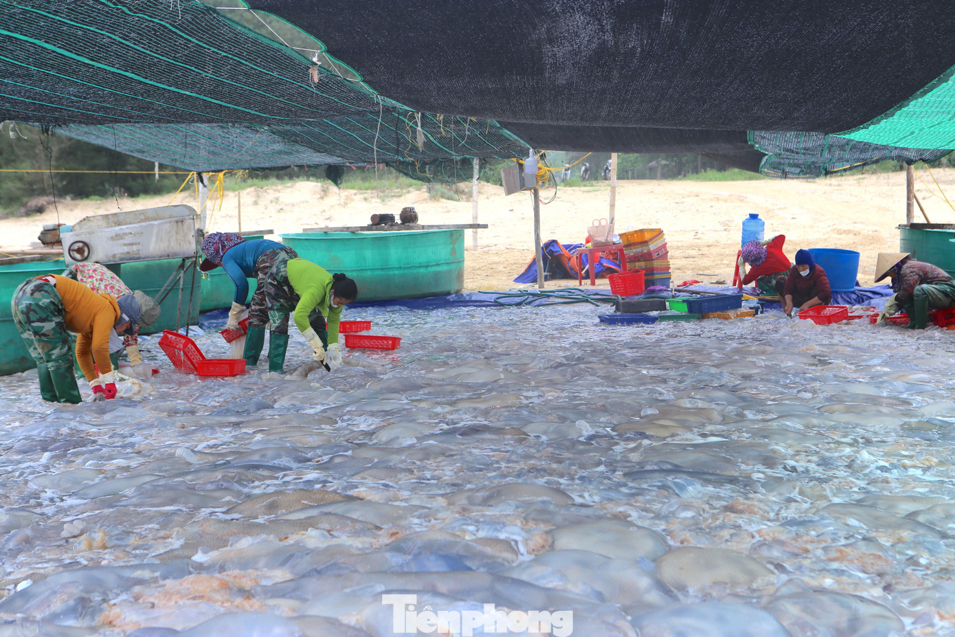 Sứa được bán với giá 700 ngàn đồng/tấn. Ngoài các chủ thuyền đánh bắt, nghề thu mua và chế biến sứa biển cũng trở thành nghề “hái ra tiền” trong mùa này.