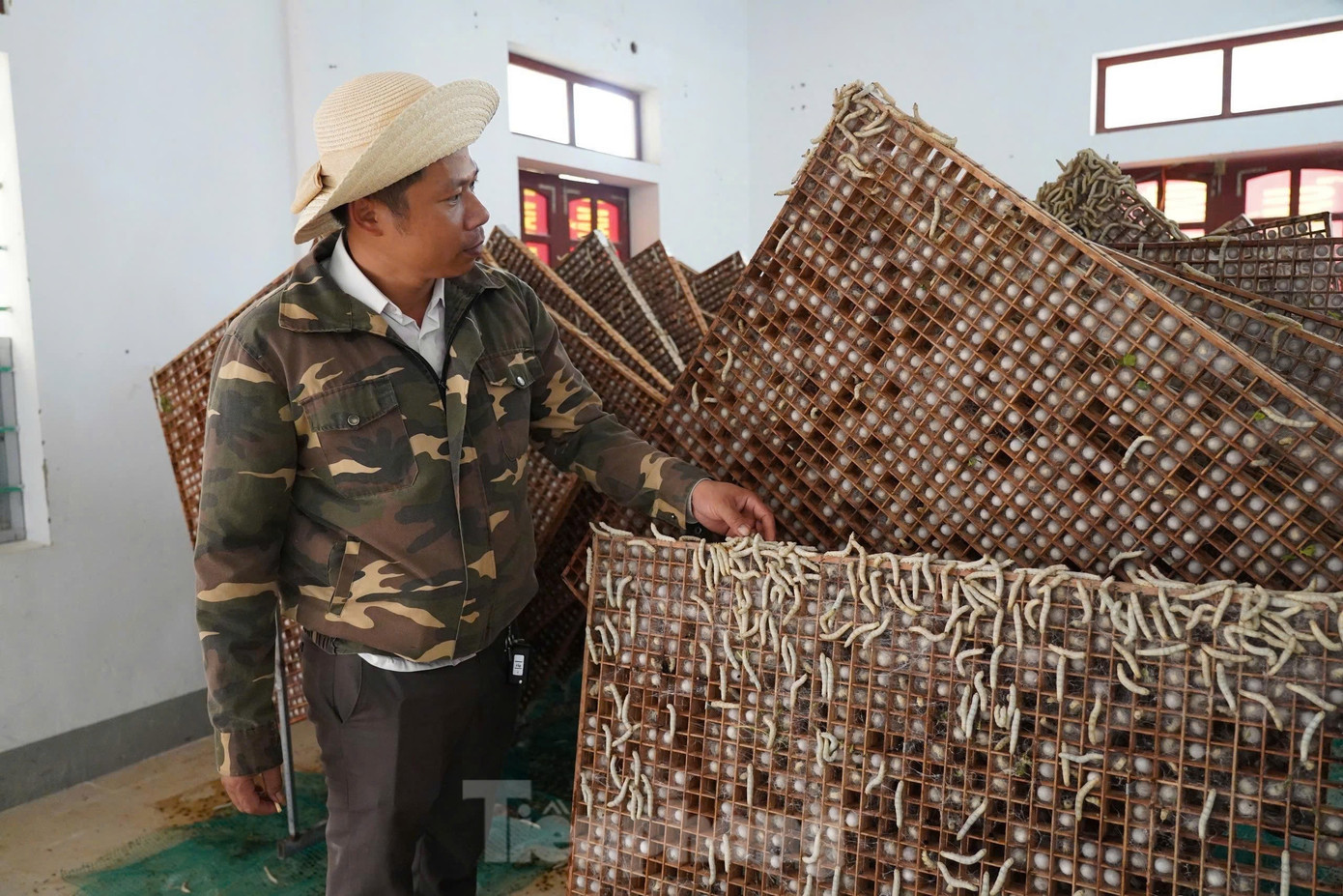 Tháng 9/2022, anh Nguyễn Văn Cường (42 tuổi) đã đầu tư thiết bị, máy điều hòa để nhập trứng tằm về thả nuôi tại cơ sở ở xã Sơn Giang, tỉnh Hà Tĩnh (trước thuộc xã Quang Diệm, huyện Hương Sơn cũ).