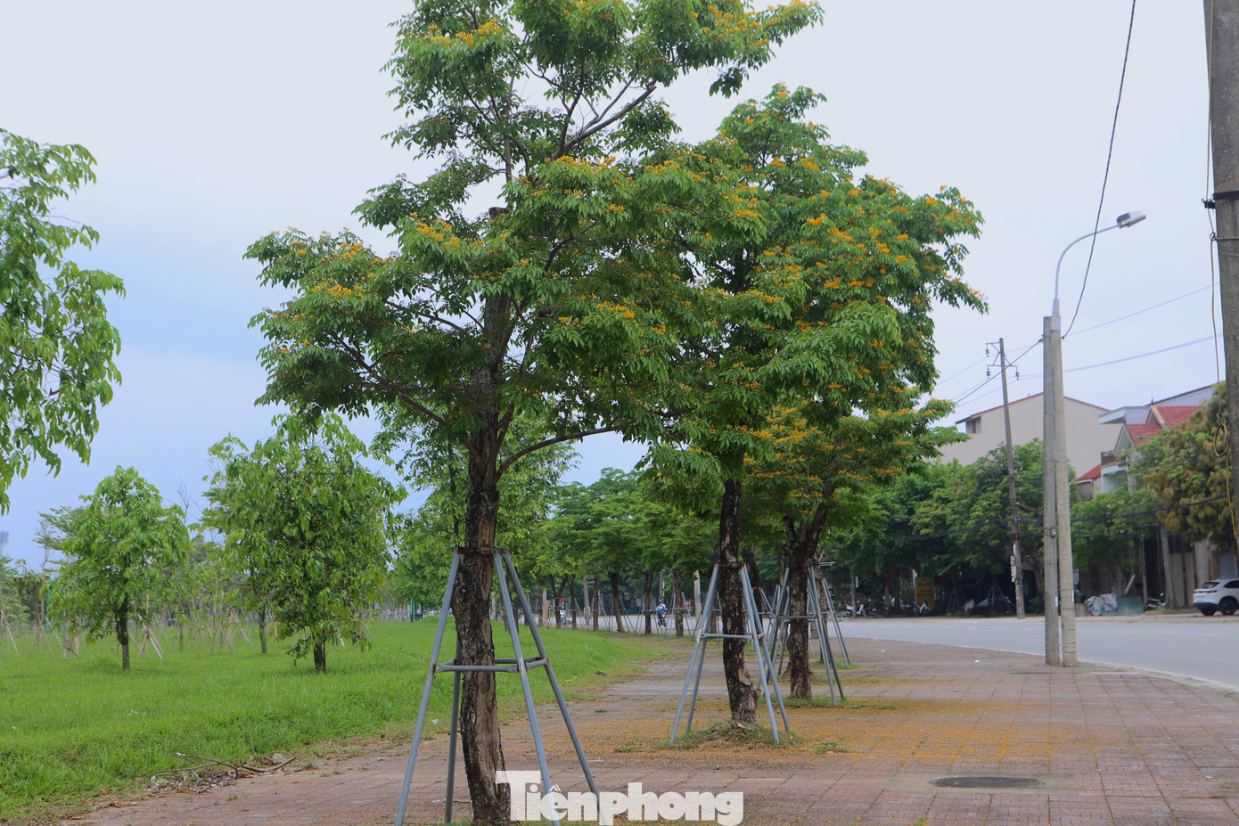 Theo quan niệm của người xưa, mùa hoa giáng hương nở rực rỡ cũng là mùa báo hiệu một năm mùa màng bội thu, mưa thuận gió hòa, người dân đầy đủ ấm no hạnh phúc.