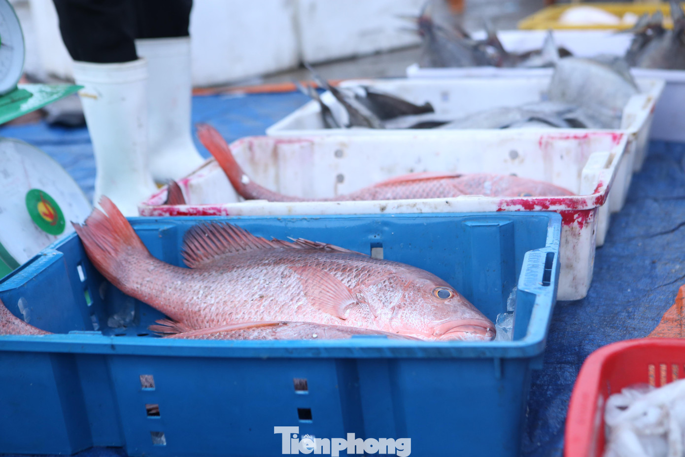 Những con cá chim được đánh bắt từ biển khơi bán trong dịp Tết.