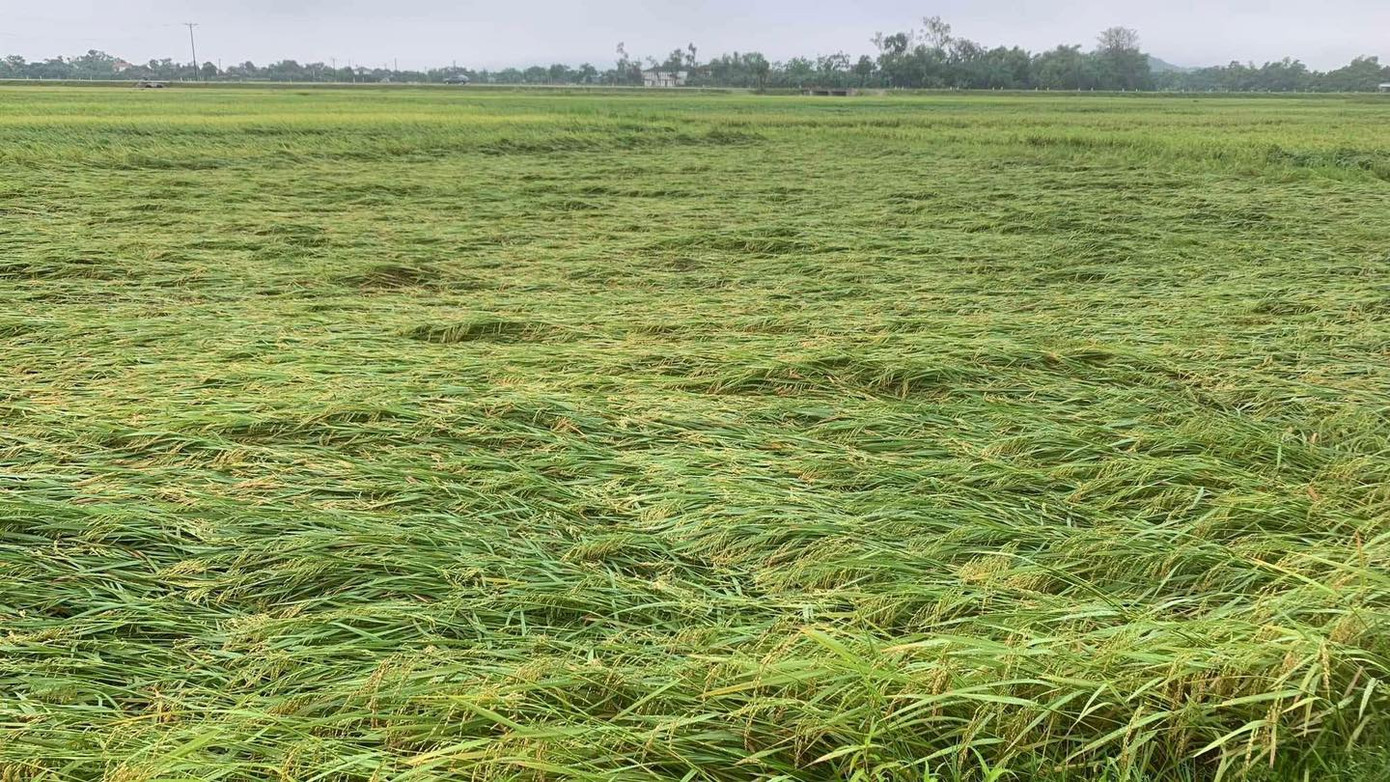 Nhiều diện tích lúa đổ ngã do mưa lớn tại Hà Tĩnh.