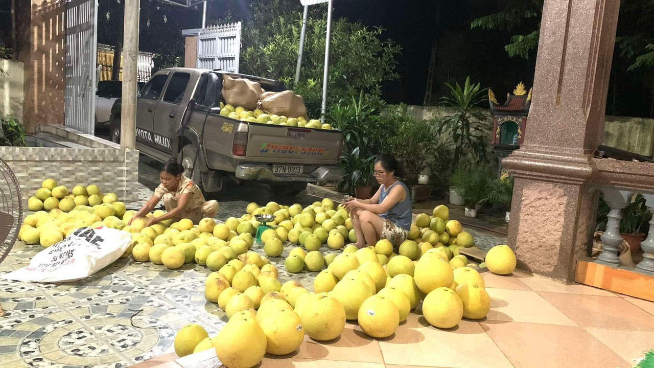 Người dân Hương Khê thu hoạch bưởi.