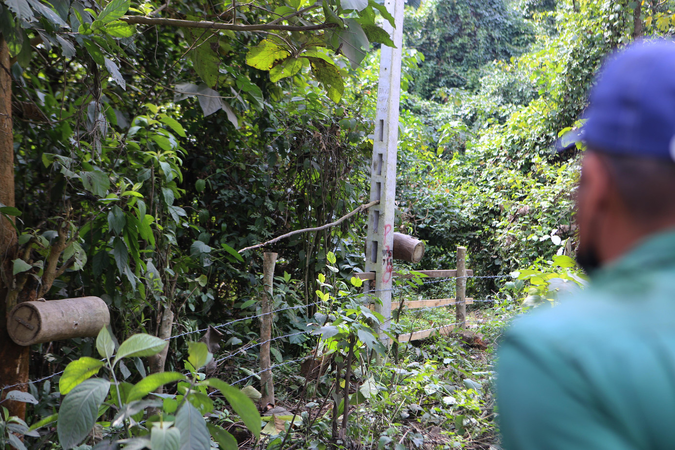 Việc tìm chỗ trú đông sẽ được giao cho con ong khoẻ mạnh nhất trong đàn, được gọi là ong sứ hoặc ong thăm. Những con ong này thường đi tìm các lỗ đúc sẵn trên cột điện hay thân cây cổ thụ ở rừng sâu, ven bờ suối để đưa cả đàn về chỗ trú vào mùa lạnh.