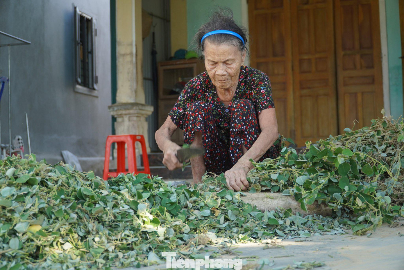 Sau khi thu hoạch xong cây kim tiền thảo được chặt nhỏ để phơi khô đóng gói tiêu thụ. Sau khi thu hoạch xong cây kim tiền thảo được chặt nhỏ để phơi khô đóng gói tiêu thụ.