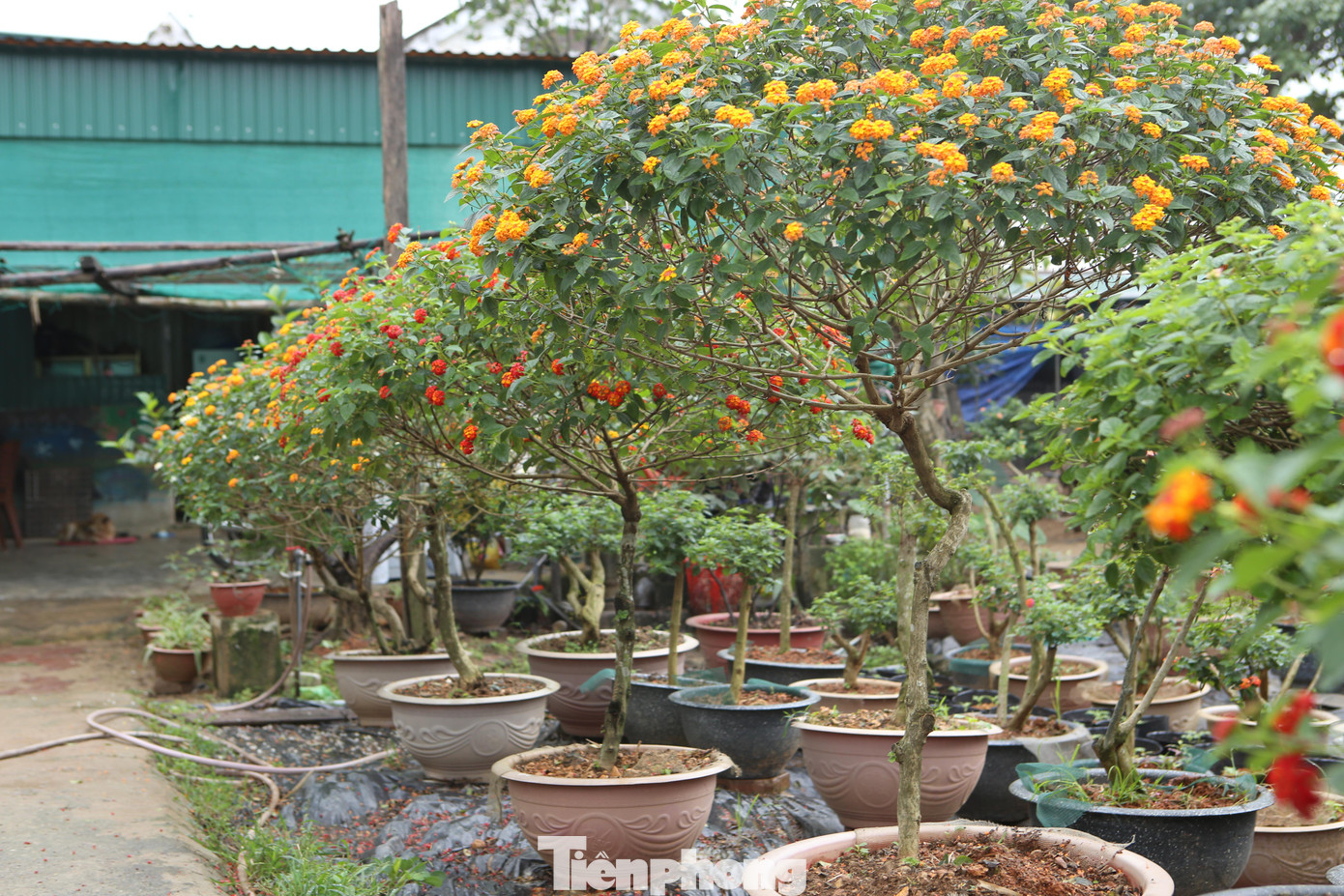 Ngũ sắc chỉ là một loại hoa dại, thường mọc ở những ngọn đồi hay ven đường nhưng hoa nở sặc sỡ quanh năm. Những năm trở lại đây, cây hoa ngũ sắc được người dân ở Hà Tĩnh săn lùng để chơi trong dịp Tết.