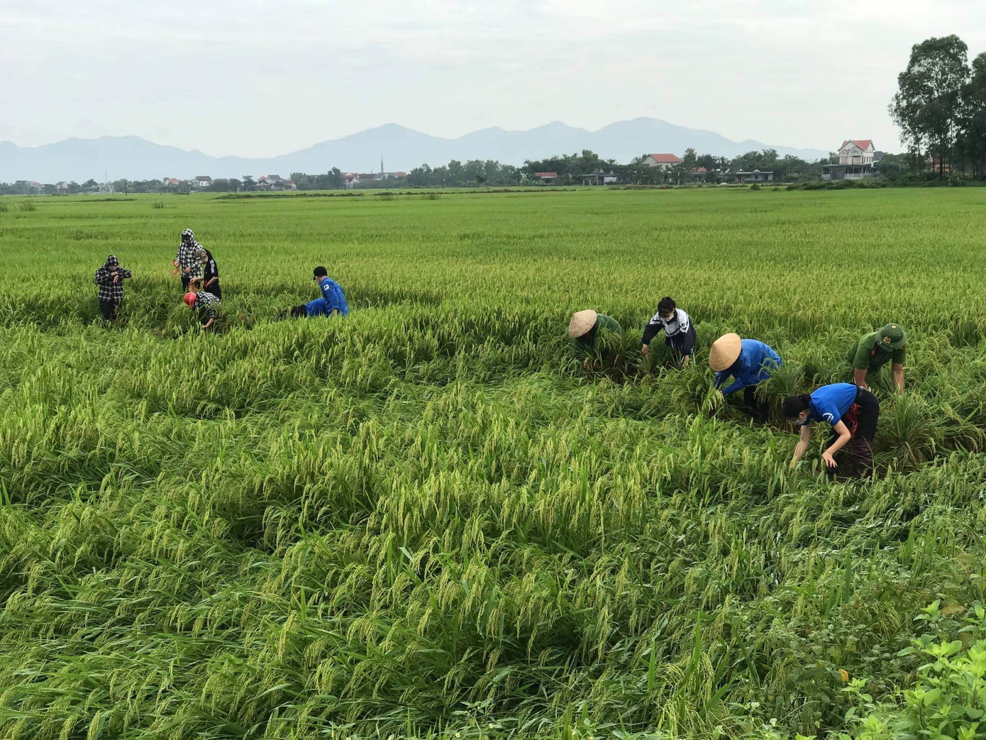 Tại huyện Can Lộc trong sáng 30/4 hàng chục bạn tình nguyện viên cùng tham gia hỗ trợ giúp dân. Công tác khắc phục lúa đổ tại huyện Cẩm Xuyên.