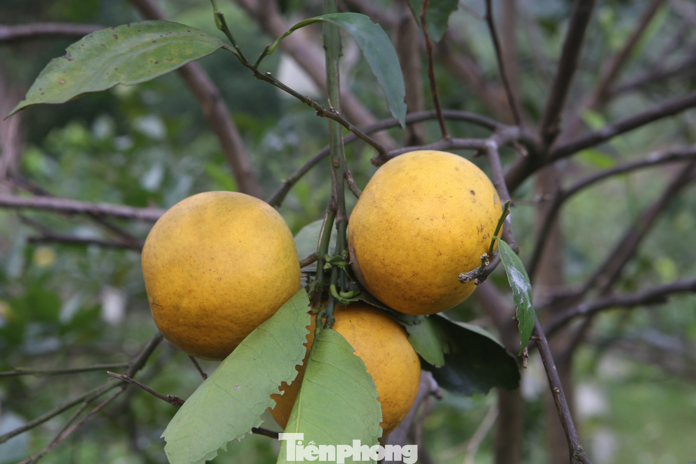 Vào vụ thu hoạch là lúc cả khu đồi chuyển sắc vàng cam chín.