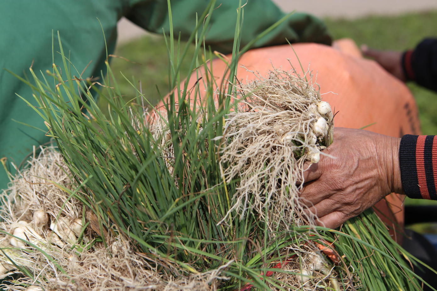 Hành được thu hoạch bỏ vào các bao tải rồi vận chuyển về nhà.