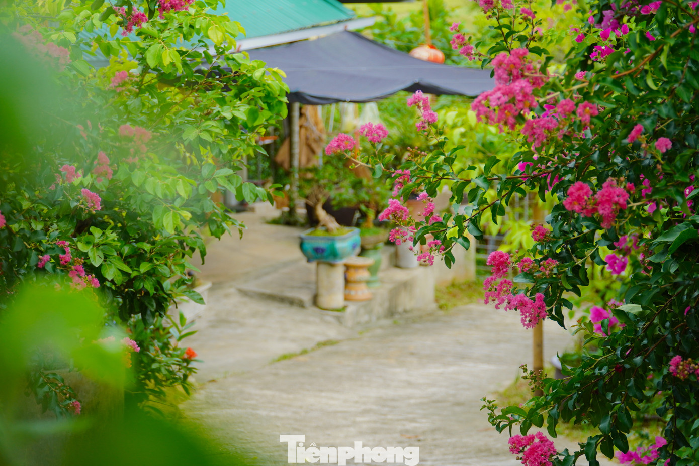 Những lúc mệt mỏi nhất, hoa và cây đã giúp nam thanh niên cân bằng lại cuộc sống. Từ số vốn ít ỏi, chàng trai dần xây dựng cho mình một khu vườn cây cảnh nổi tiếng khắp vùng với nhiều loại hoa, cây cảnh khác nhau.