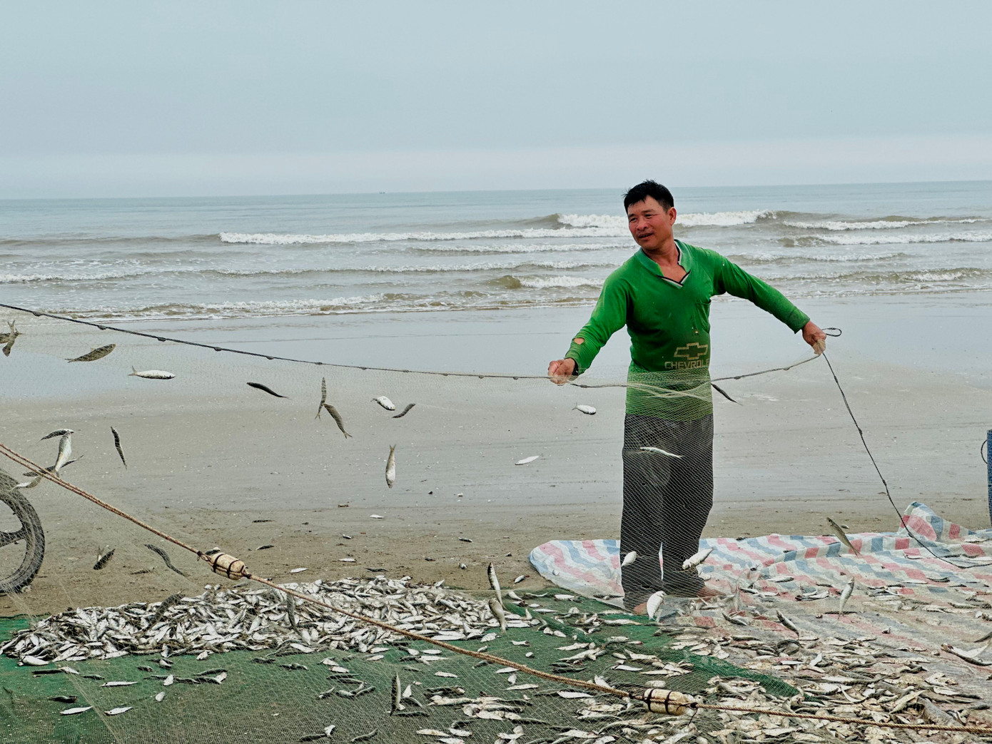 Người dân tập trung giật lưới để cá rơi xuống. Công việc này đòi hỏi sự nhanh nhẹn, tỉ mỉ và mất khá nhiều thời gian.