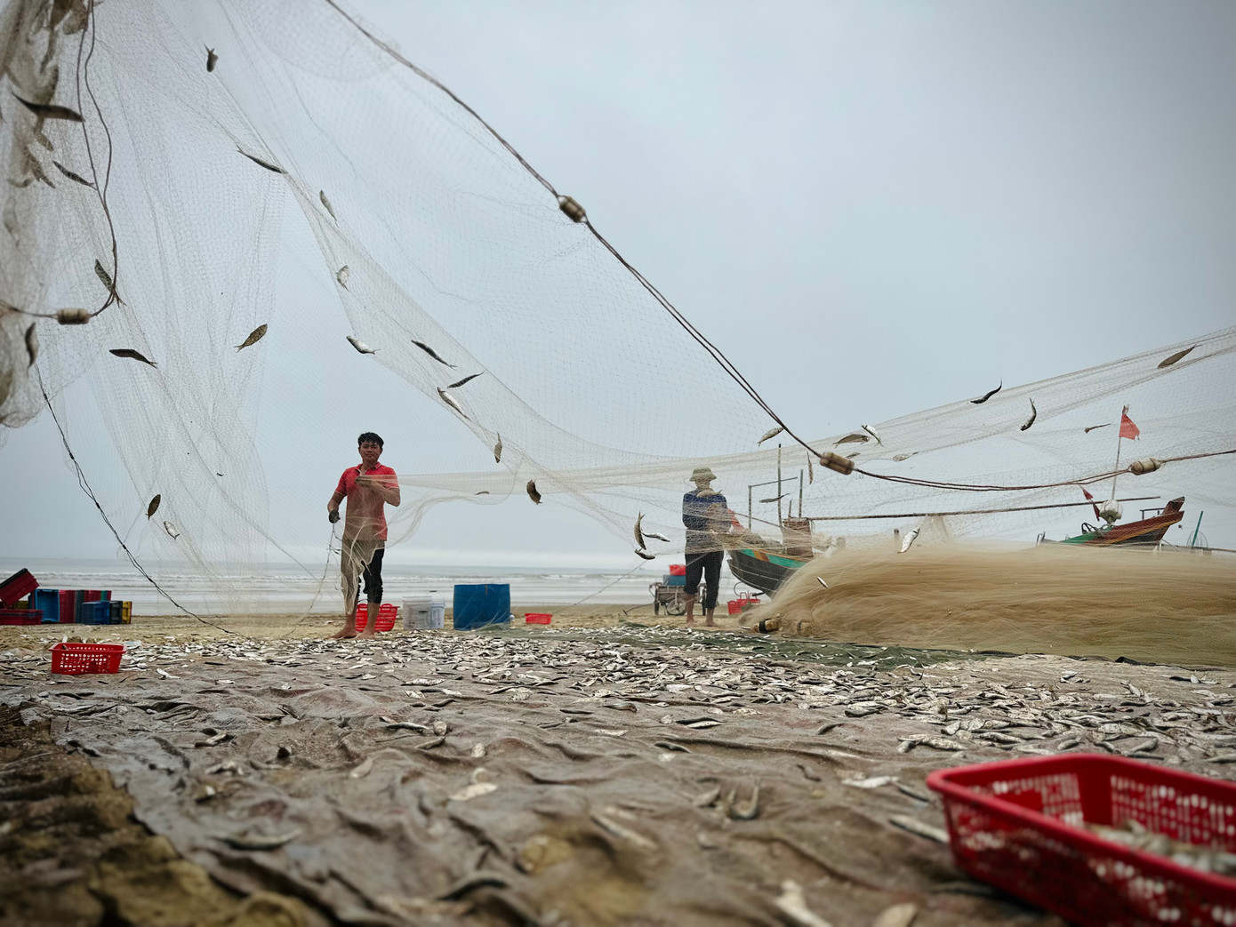 Vì cá trích nhỏ, bám dày ở các lưới, người dân không ngồi gỡ từng con mà họ đứng thành 4 góc, kéo căng rồi dùng tay giật nhẹ, cá sẽ rơi xuống.