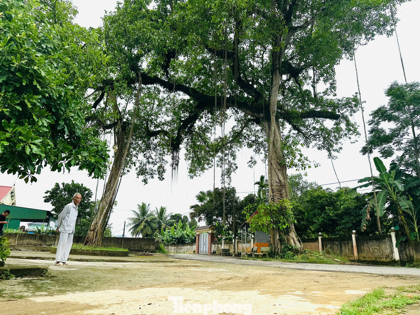 Với bộ rễ phụ vươn dài, đâm sâu xuống đất, theo thời gian đã tạo nên hình dáng kỳ thú như một cổng làng tự nhiên.