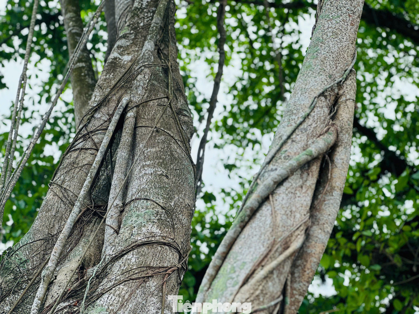 Gốc đa từ lâu đã trở thành điểm hẹn thân thuộc, nơi gắn kết cộng đồng làng quê qua từng thế hệ.