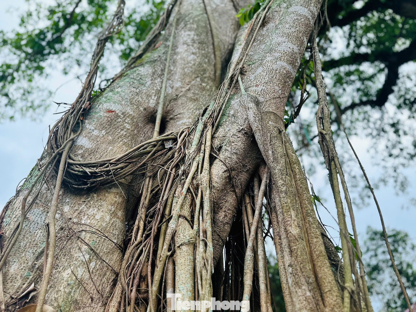 Gốc đa từ lâu đã trở thành điểm hẹn thân thuộc, nơi gắn kết cộng đồng làng quê qua từng thế hệ.