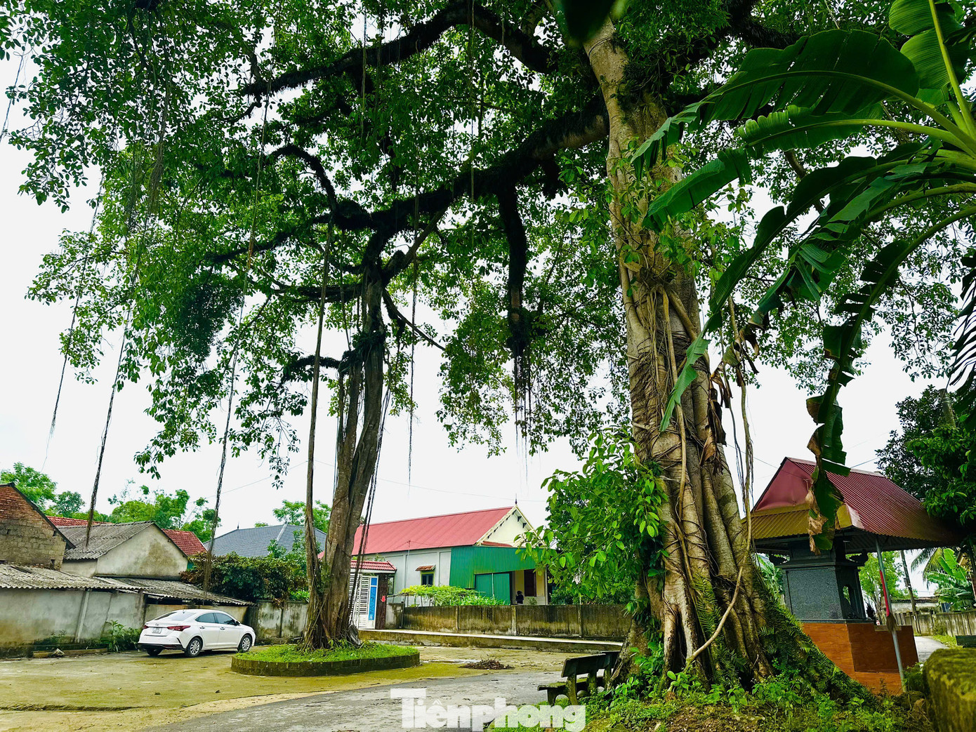 Nhiều năm qua, người dân thôn Hoà Thái, xã Hòa Lạc (huyện Đức Thọ, Hà Tĩnh) thay nhau chăm sóc, gìn giữ cây đa hàng trăm năm tuổi. Cây đa này nằm ngay đầu đường dẫn vào thôn, nổi bật với hai thân lớn đứng đối xứng hai bên lối đi, tạo hình thành cổng làng tự nhiên.