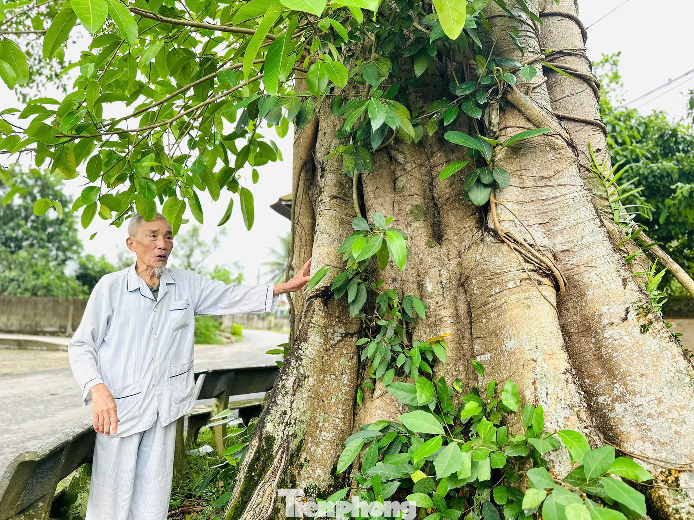 Gốc đa có kích thước lớn, 5 người ôm không xuể. Cây đa đã trở thành một phần máu thịt, một phần linh hồn của làng Hoà Thái.