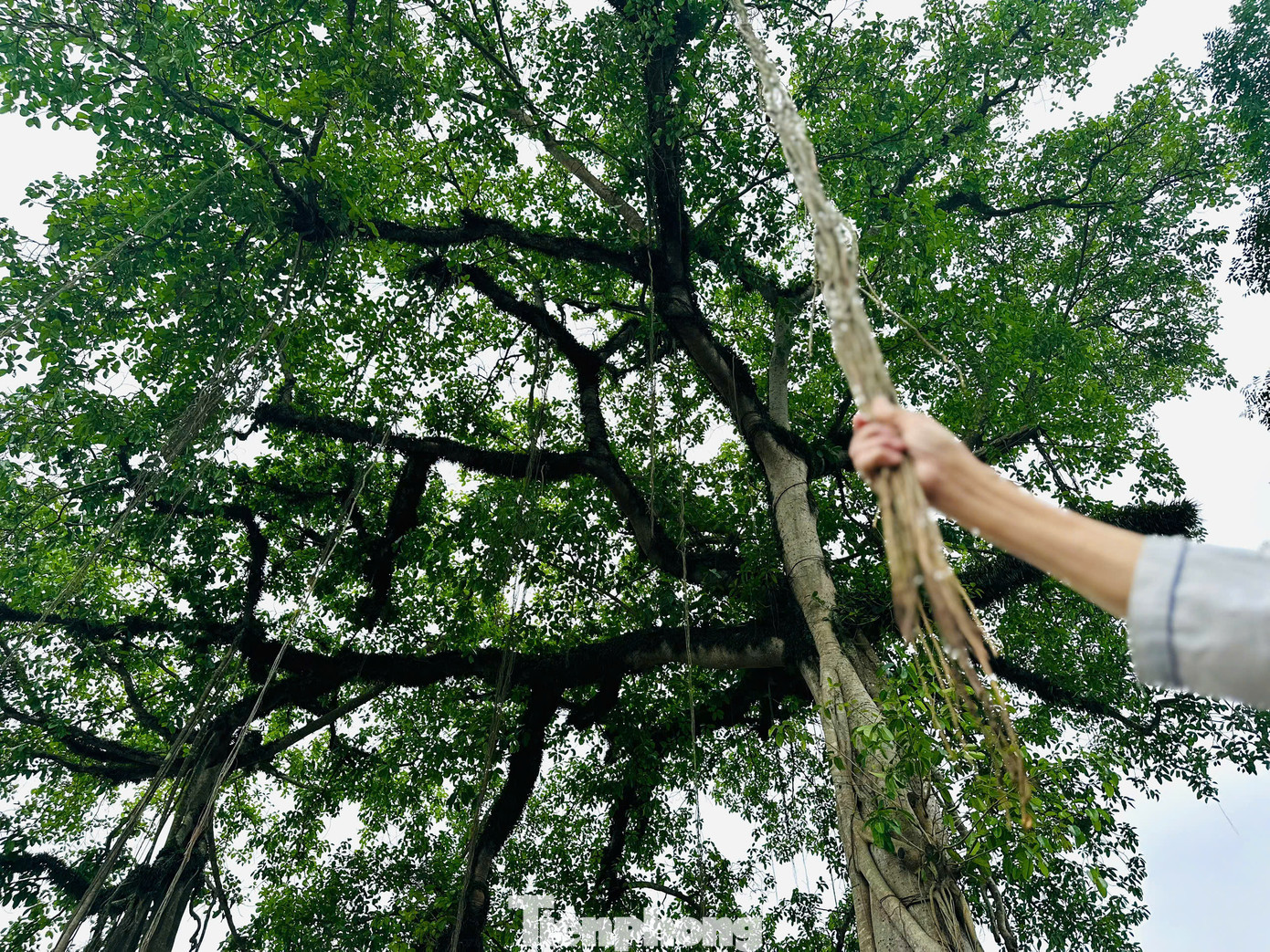 “Cây đa như một phần linh hồn của làng. Người dân coi đây là báu vật, ai cũng có ý thức gìn giữ, bởi cây không chỉ gắn bó với đời sống hằng ngày mà còn là biểu tượng cho sự bền vững, che chở”, bà Lê Thị Lành, Bí thư Chi bộ thôn Hòa Thái chia sẻ.