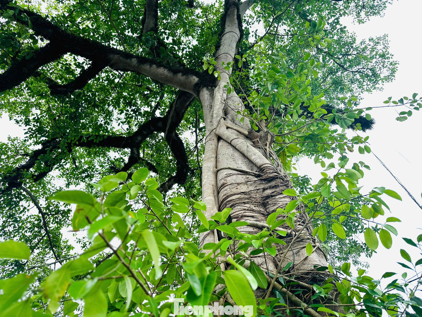 Với bộ rễ phụ vươn dài, đâm sâu xuống đất, theo thời gian đã tạo nên hình dáng kỳ thú như một cổng làng tự nhiên.