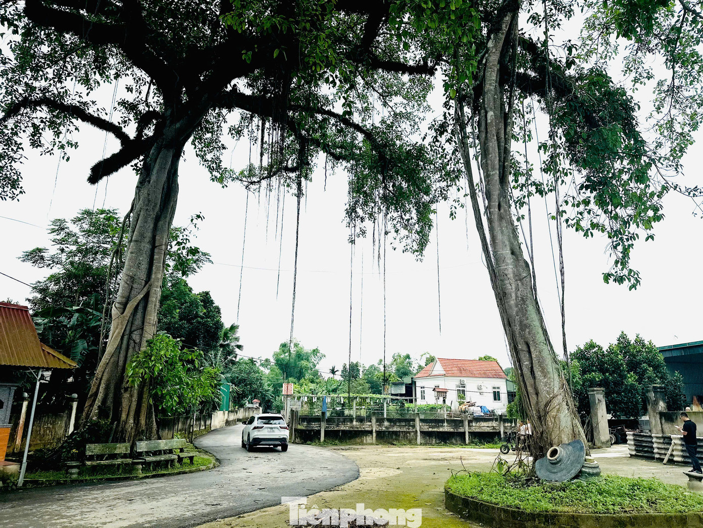 Cổng làng được tạo nên từ chính những bộ rễ lớn đã trở thành điểm đến của nhiều người. Bởi nơi đây mang lại nét đẹp bình yên, mộc mạc của một làng quê.