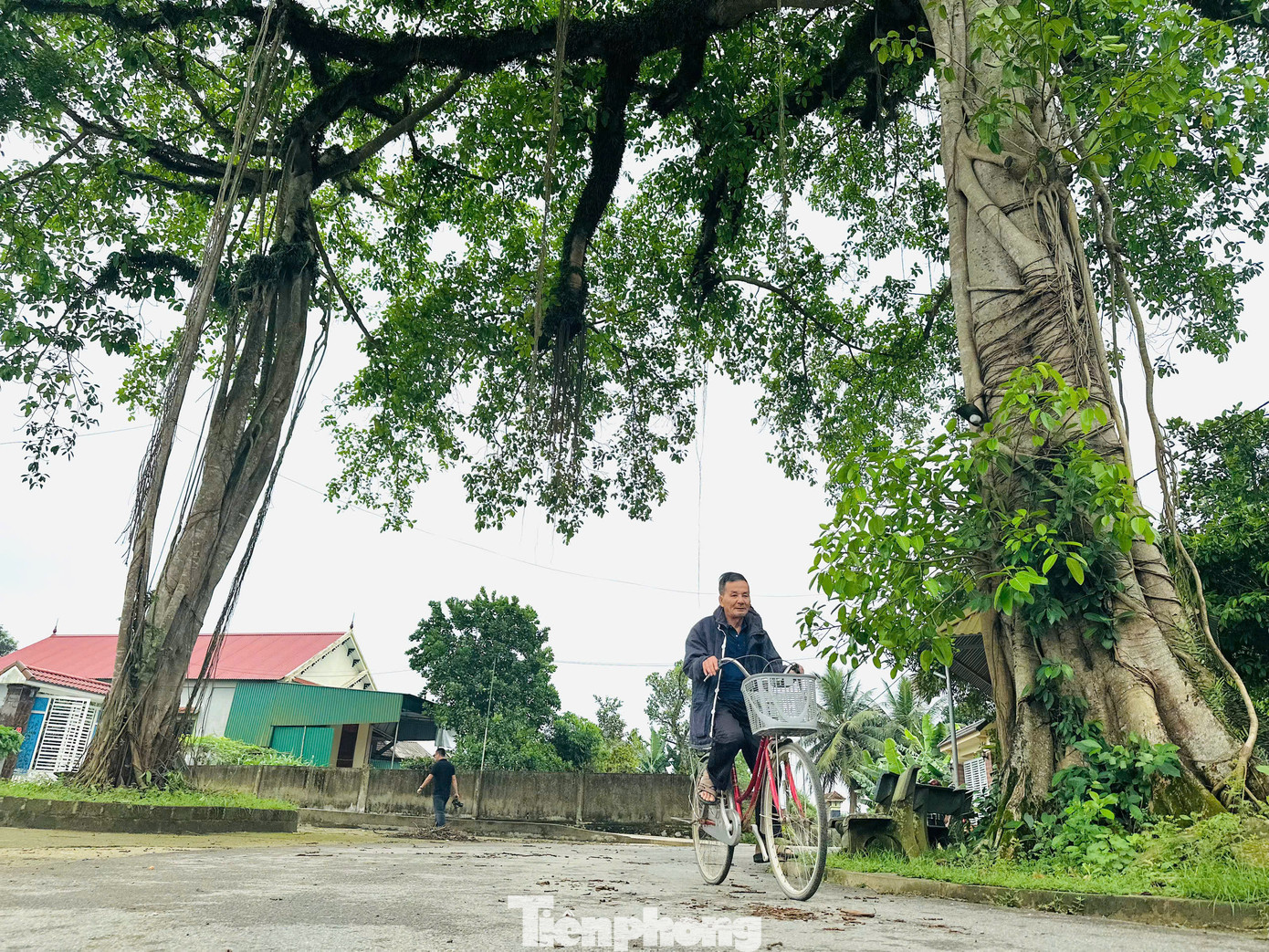 Nhìn từ xa, nhiều người ngỡ rằng đó là hai cây mọc đối diện nhau, nhưng theo người dân địa phương, thực chất chỉ có một cây “đa mẹ”, sinh ra những chùm rễ lớn hình thành nên thân phụ. Qua bàn tay của người dân chăm sóc, giữ gìn đã tạo nên vẻ đẹp độc đáo.
