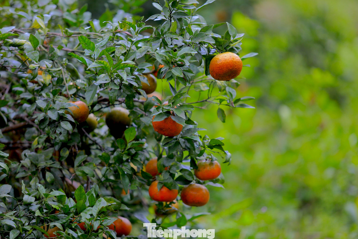 Năm nay thời tiết thất thường khiến sản lượng cam giảm hơn năm trước. Do quả không đạt chất lượng nên nhiều người phải chặt bỏ cây cam để trồng lại thứ mới. Năm nay thời tiết thất thường khiến sản lượng cam giảm hơn năm trước. Do quả không đạt chất lượng nên nhiều người phải chặt bỏ cây cam để trồng lại thứ mới.