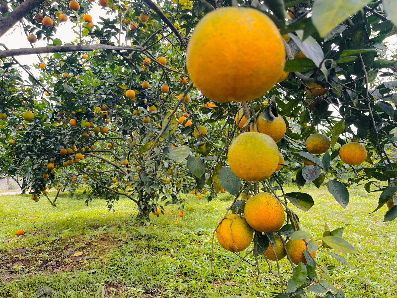 Năm nay, thị trường tiêu thụ khó hơn những năm trước do ảnh hưởng của dịch COVID-19. Hiện nay giá cam chanh được thương lái mua tại vườn từ 18.000 đồng -20.000 đồng/kg, còn giá cam giòn dao động 35-45 ngàn đồng/kg, gần Tết có thể lên 70-80 ngàn đồng/kg. Năm nay, thị trường tiêu thụ khó hơn những năm trước do ảnh hưởng của dịch COVID-19. Hiện nay giá cam chanh được thương lái mua tại vườn từ 18.000 đồng -20.000 đồng/kg, còn giá cam giòn dao động 35-45 ngàn đồng/kg, gần Tết có thể lên 70-80 ngàn đồng/kg.