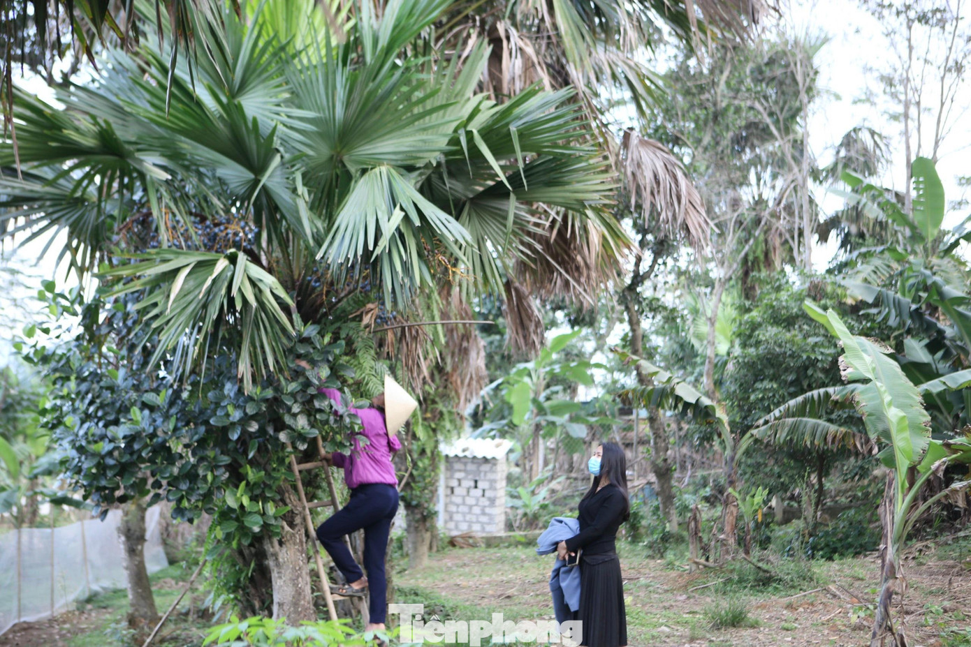 Để hái được cọ, người dân phải sử dụng thang để trèo, có những cây cao lớn hơn phải dùng thêm sào để hái. Để hái được cọ, người dân phải sử dụng thang để trèo, có những cây cao lớn hơn phải dùng thêm sào để hái.