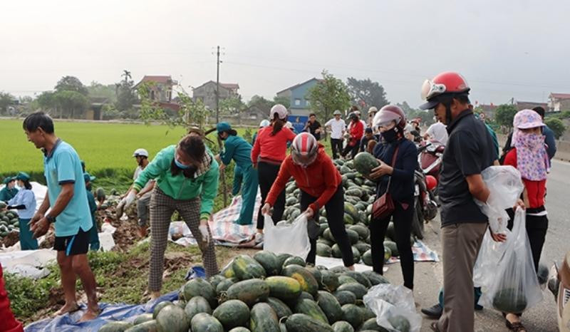 Người dân thu gom và mua "giải cứu" số dưa đổ xuống ruộng.