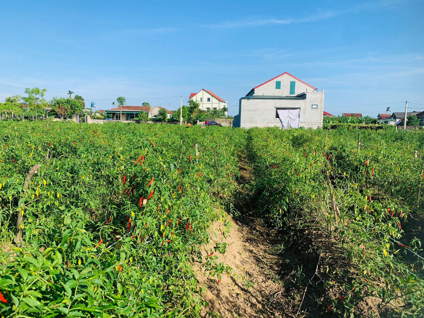 Cánh đồng ớt tại thôn Đoàn Phú chín rộ, nhưng chỉ có vài người ra thu hái.