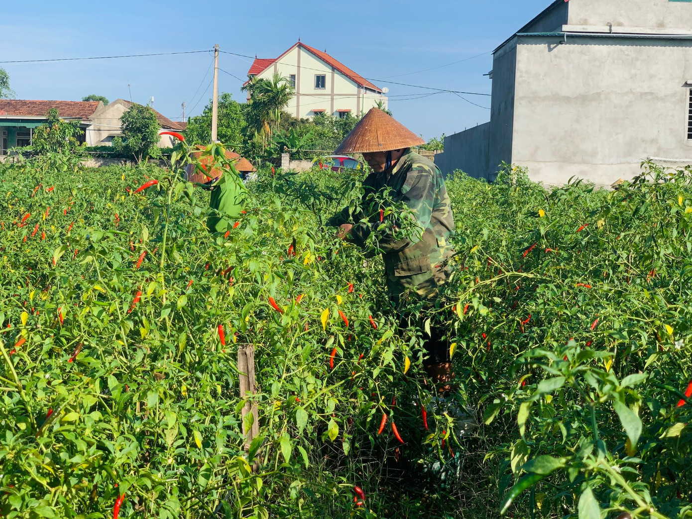 Một số người dân ra đồng để hái ớt vớt vát lại số vốn bỏ ra.