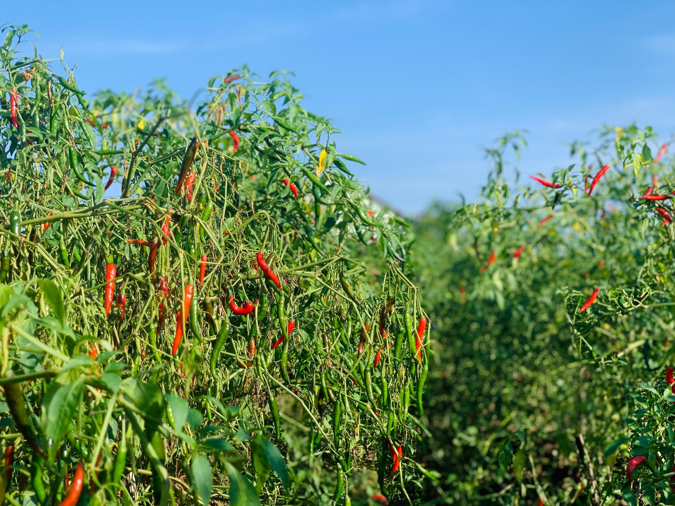 Ớt chín đầy đồng nhưng giá rớt thê thảm.