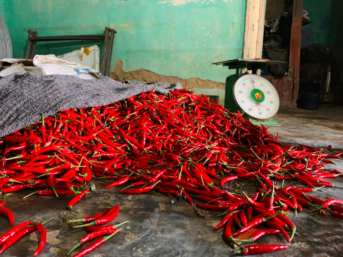 Nhiều hộ trồng ớt không bán được phải bỏ ở trong nhà.