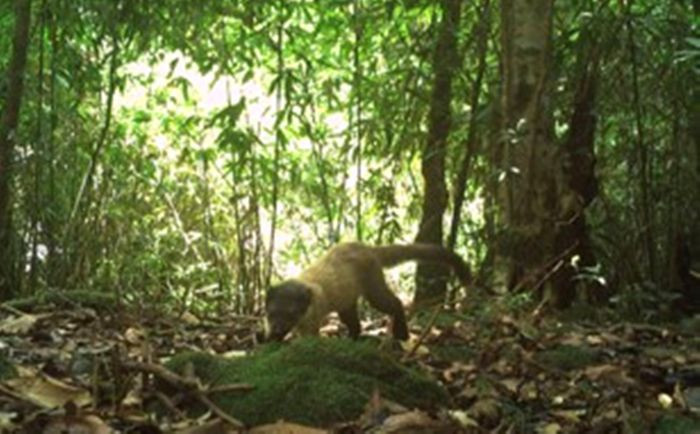 Chồn họng vàng Chồn họng vàng