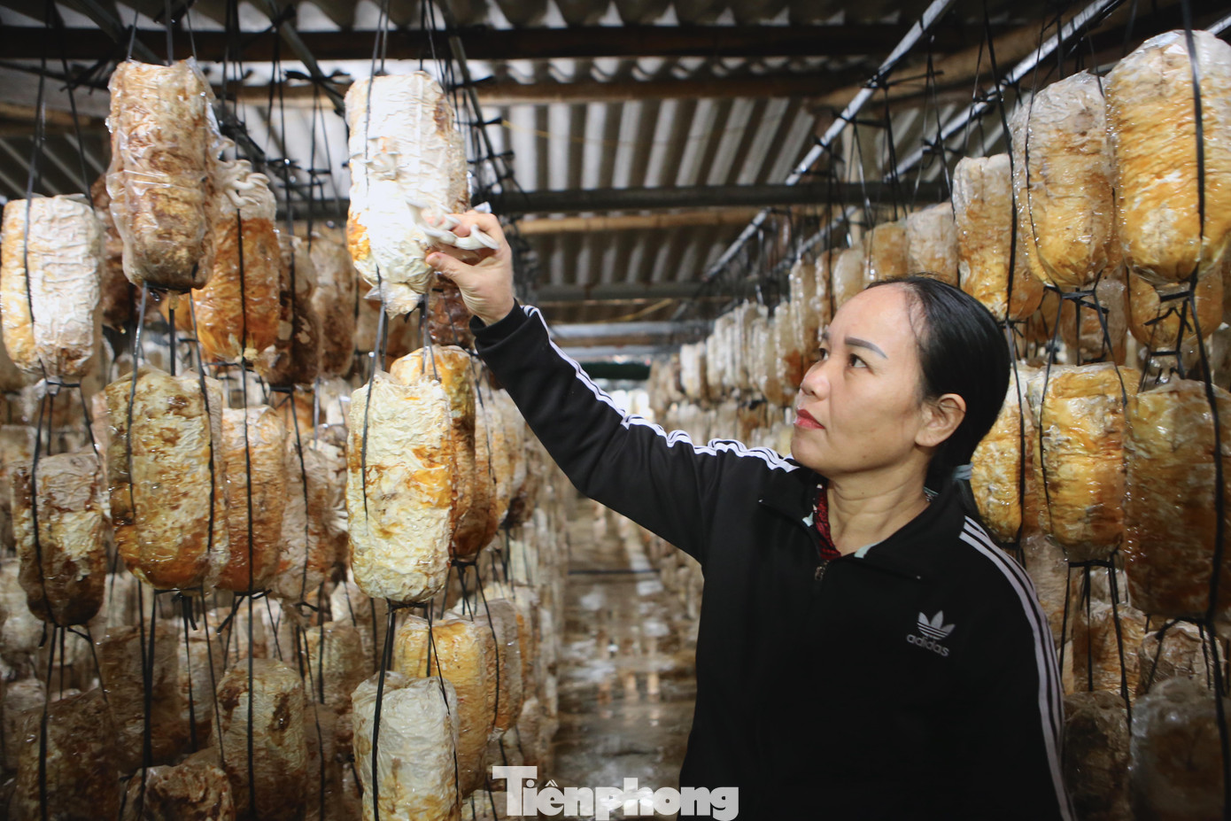 Nấm được thu hoạch bắt đầu từ tháng 9 đến tháng 3 năm sau. Mỗi ngày gia đình ông thu hoạch 2-3 tạ nấm tươi phục vụ cho chợ trên địa bàn TP. Hà Tĩnh và huyện Thạch Hà.