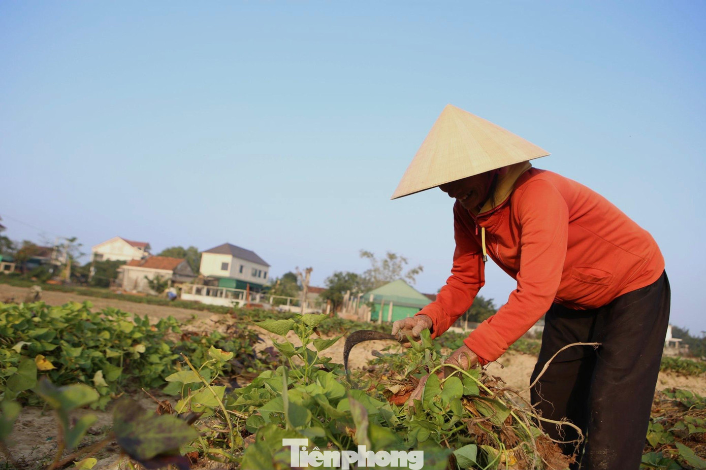 Mấy năm gần đây, người dân xã Thịnh Lộc chuyển đổi những cánh đồng đất cát màu mỡ sang trồng khoai cho thu nhập cao hơn trồng những loại hoa màu khác.