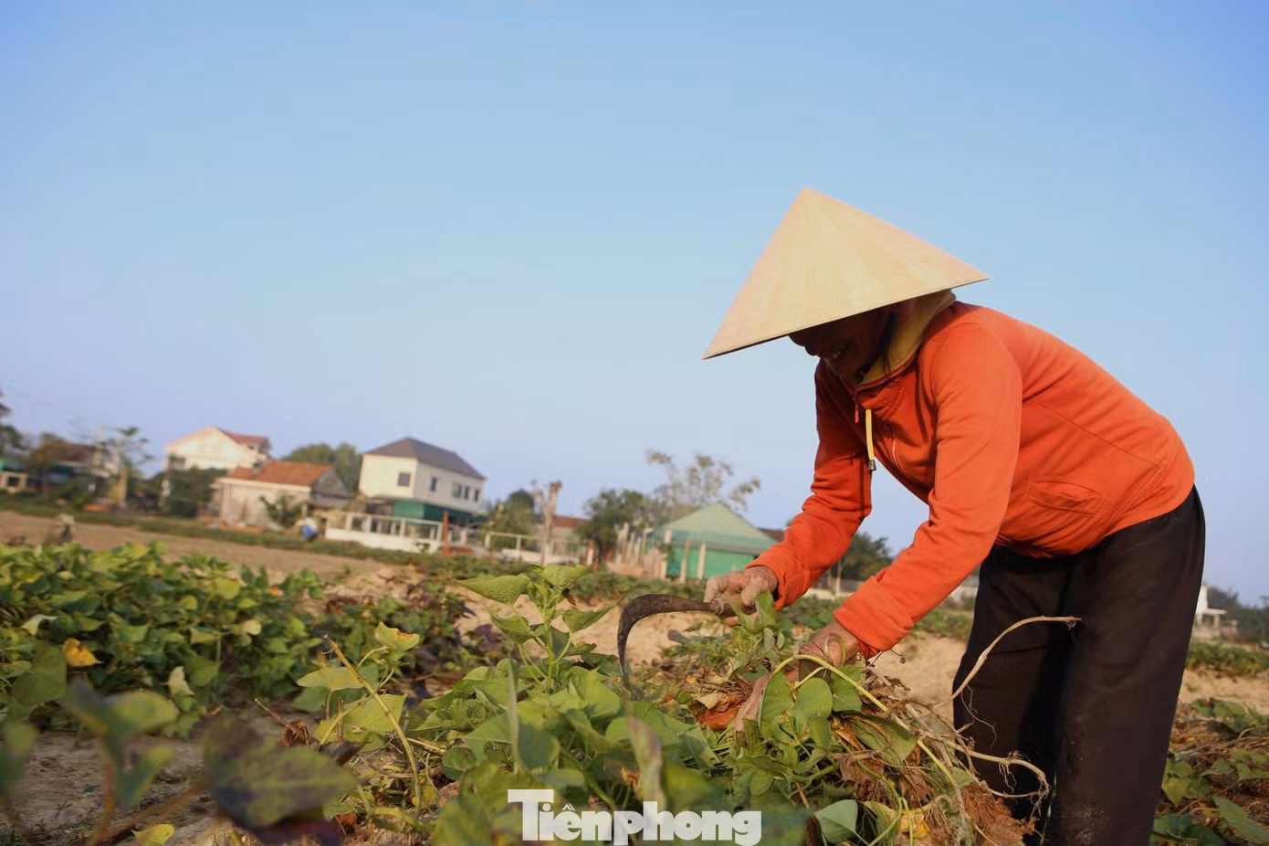 Mấy năm gần đây, người dân xã Thịnh Lộc chuyển đổi những cánh đồng đất cát màu mỡ sang trồng khoai cho thu nhập cao hơn trồng những loại hoa màu khác.